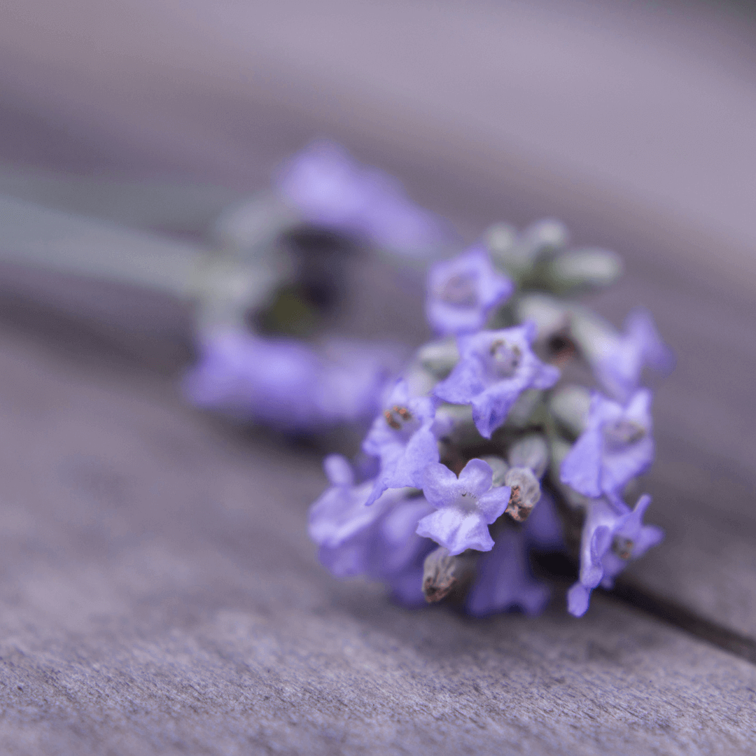 Naturally relieve allergies with the healing power of Hildegard von Bingen-Jura Naturheilmittel GmbH