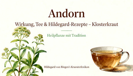 White Horehound effects, tea, and Hildegard recipes – Monastery herb