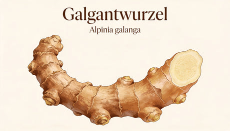 Raíz de galanga