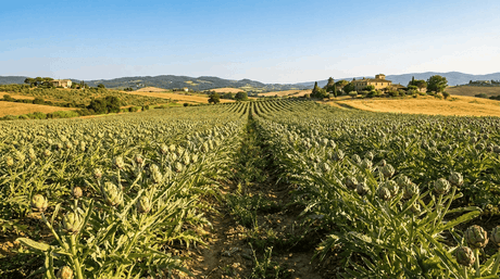 Where do artichokes grow?