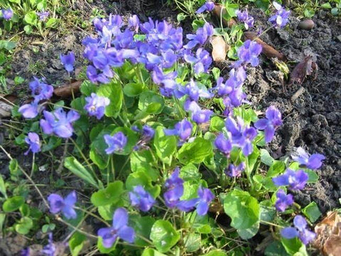 Violet skin oil